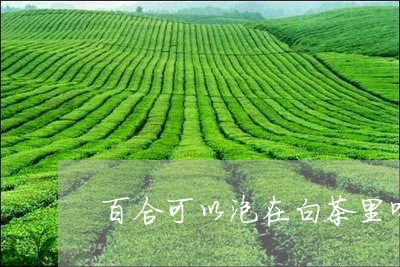 百合可以泡在白茶里喝吗/2023103192936