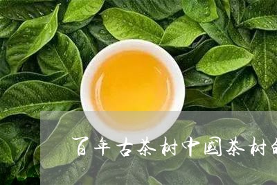 百年古茶树中国茶树的起源/2023051118271