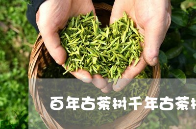 百年古茶树千年古茶树/2023071651582