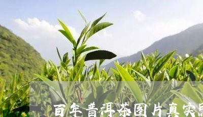 百年普洱茶图片真实照片/2023081456957