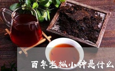 百年老枞小种是什么茶/2023092129160