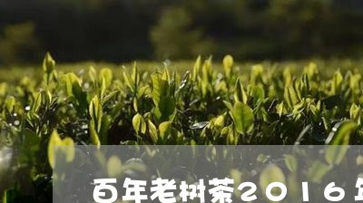 百年老树茶2016年/2023071648381