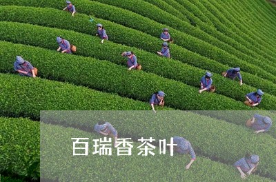 百瑞香茶叶/2023041866235