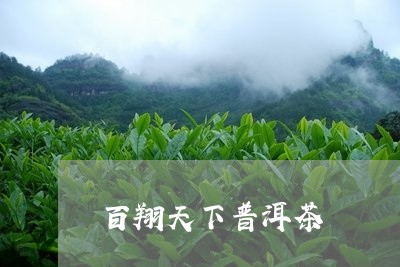 百翔天下普洱茶/2023101669704