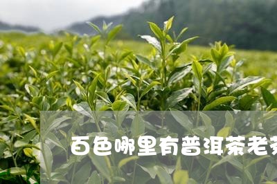 百色哪里有普洱茶老茶/2023112784915