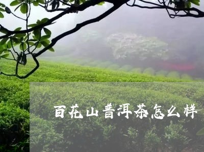 百花山普洱茶怎么样/2023120569673