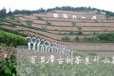 百花潭古树茶是什么茶/2023071669685