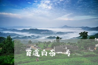 百道白茶一号/2023052101524