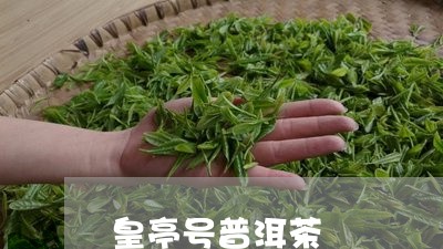 皇亭号普洱茶/2023042573493