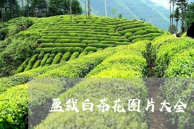 盆栽白茶花图片大全/2023082403604