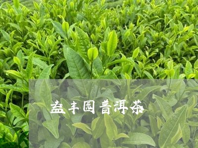 益丰园普洱茶/2023042566453