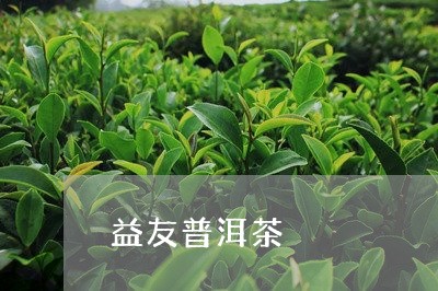 益友普洱茶/2023090522936