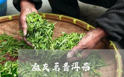 益友茗普洱茶/2023042608290