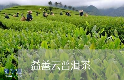 益善云普洱茶/2023042554380