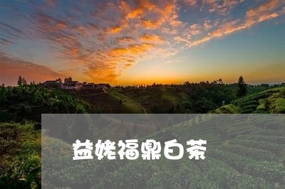 益姥福鼎白茶/2023052124062