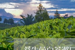 益生菌白茶漱口水好吗/2023100792592