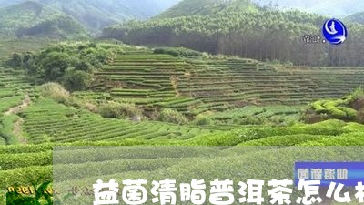 益菌清脂普洱茶怎么样/2023072177271