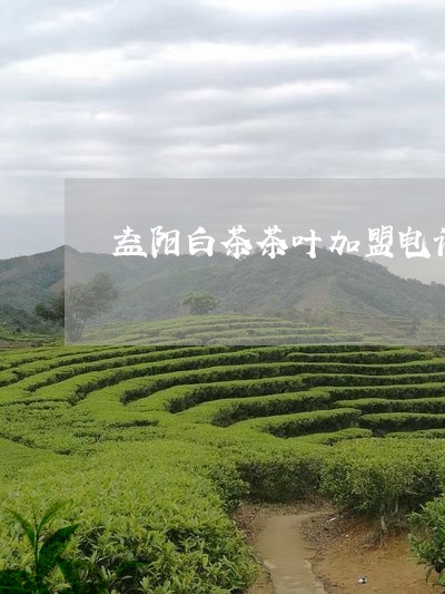 益阳白茶茶叶加盟电话地址/2023110857272