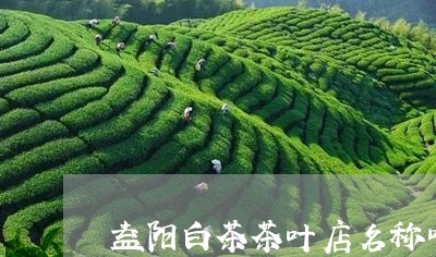 益阳白茶茶叶店名称叫什么/2023110835049