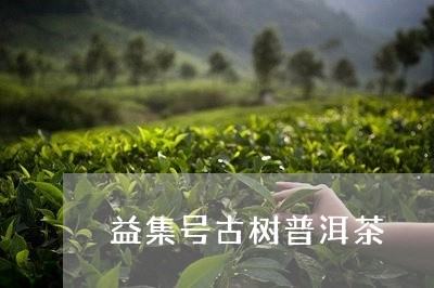 益集号古树普洱茶/2023120440616