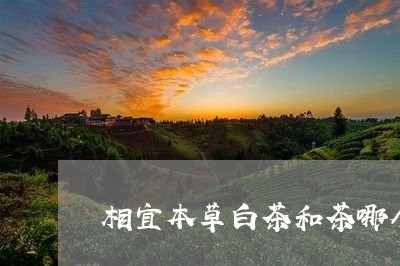 相宜本草白茶和茶哪个好用/2023110871846