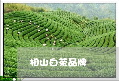 相山白茶品牌/2023052179704