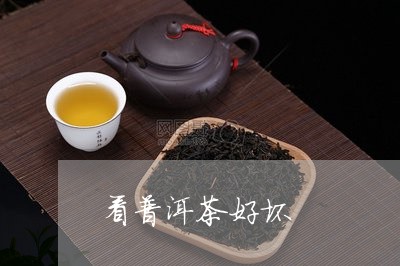 看普洱茶好坏/2023042891280