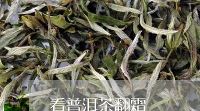 看普洱茶翻霜/2023042511950