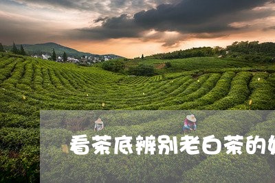 看茶底辨别老白茶的好坏/2023110153026