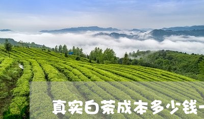 真实白茶成本多少钱一公斤/2023110788492