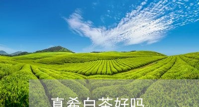 真希白茶好吗/2023052129492