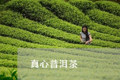 真心普洱茶/2023102568692