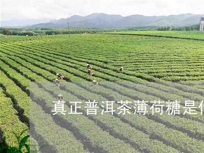 真正普洱茶薄荷糖是什么/2023081750582