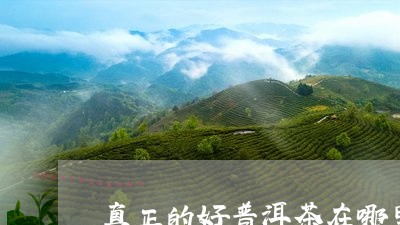 真正的好普洱茶在哪里/2023062242906