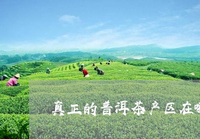 真正的普洱茶产区在哪/2023080216361