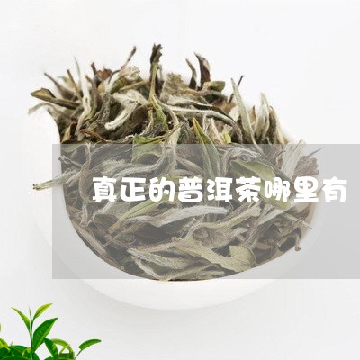 真正的普洱茶哪里有/2023071058269