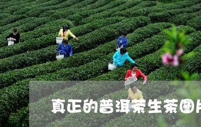 真正的普洱茶生茶图片/2023080317268