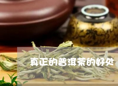 真正的普洱茶的好处/2023091562725