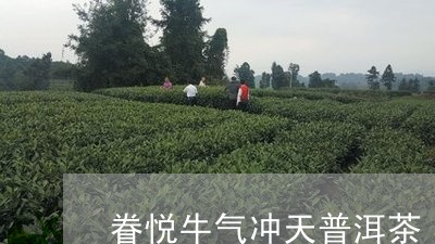 眷悦牛气冲天普洱茶/2023062160472