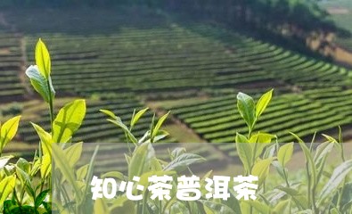 知心茶普洱茶/2023042846854