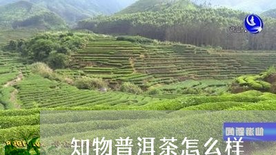 知物普洱茶怎么样/2023083136240