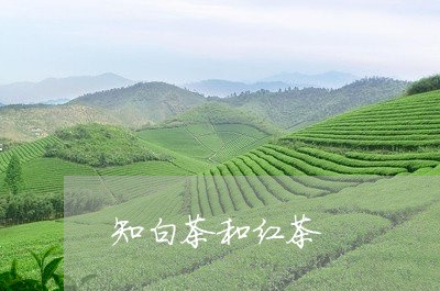 知白茶和红茶/2023052184857