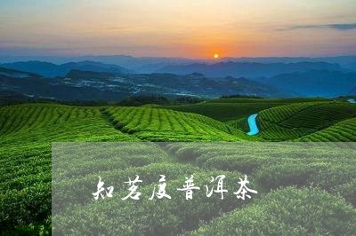 知茗度普洱茶/2023042597081