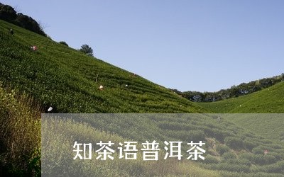 知茶语普洱茶/2023042851496