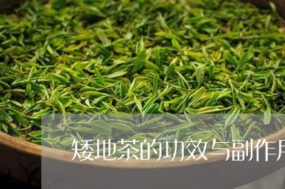 矮地茶的功效与副作用/2023092054936