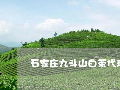 石家庄九斗山白茶代理在哪/2023110894846