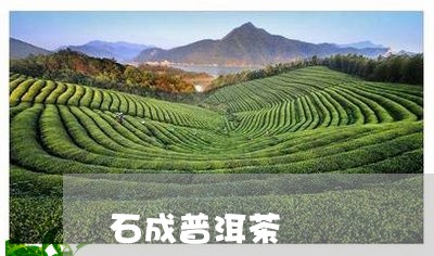 石成普洱茶/2023090670725