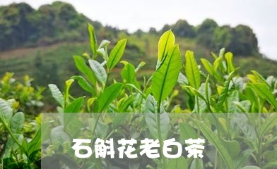 石斛花老白茶/2023052122603