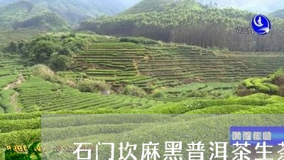 石门坎麻黑普洱茶生茶/2023112519405