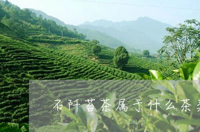 石阡苔茶属于什么茶类/2023071525048